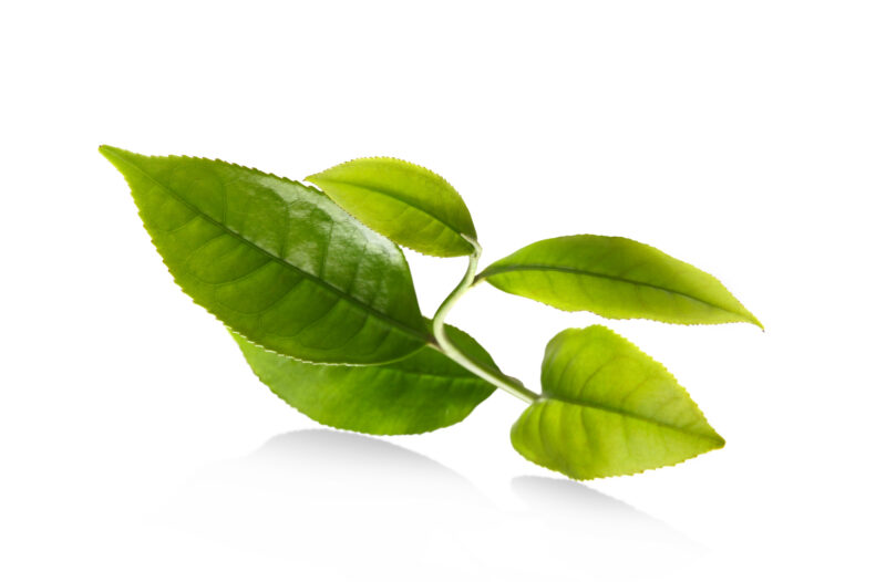 leaf