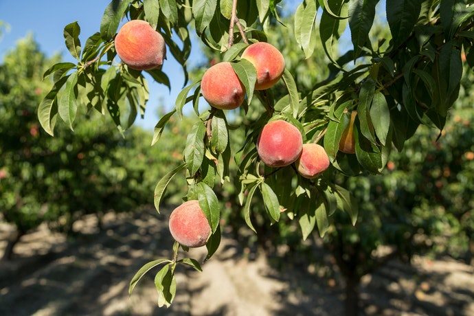 a8ed31e7a2be53ad0cae4f1044ae11b2