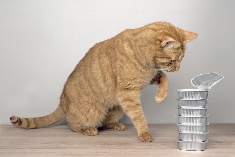 cute-tabby-cat-stealing-food-out-of-food-bowls-on-the-table