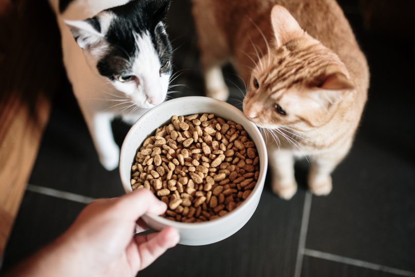 cat-food-and-two-cats