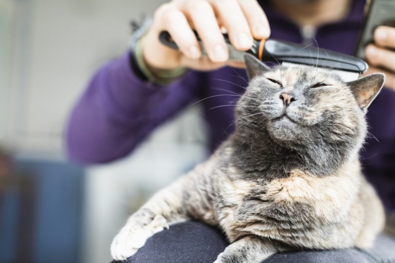 man-brushing-with-comb-domestic-cat