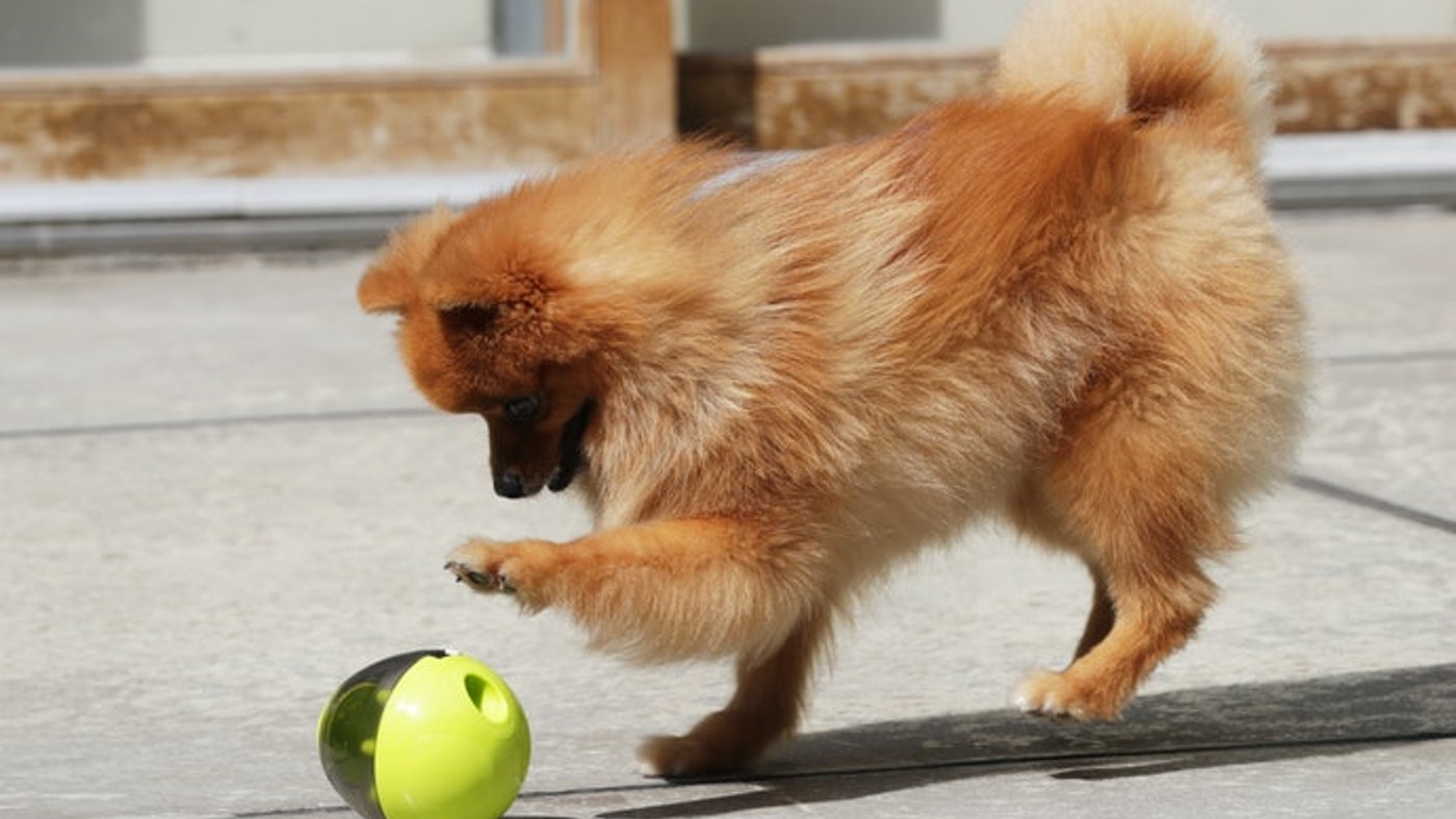 Top 10 Đồ Chơi Cho Chó tốt nhất hiện nay (Tư vấn mua 2022)