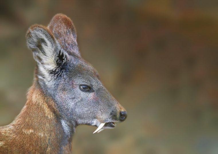 a-close-up-of-a-siberian-musk-deer-head