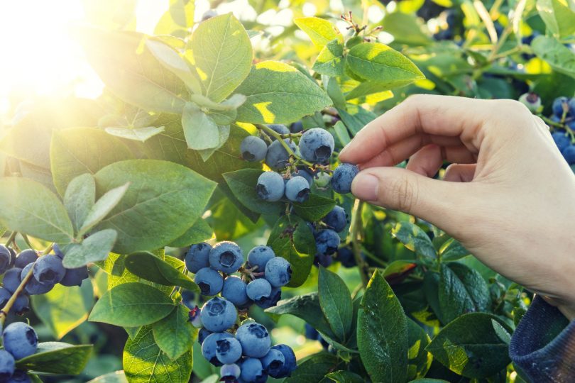 blueberry-picking-in-early-morning