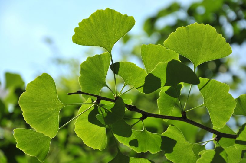 beauty-in-nature
