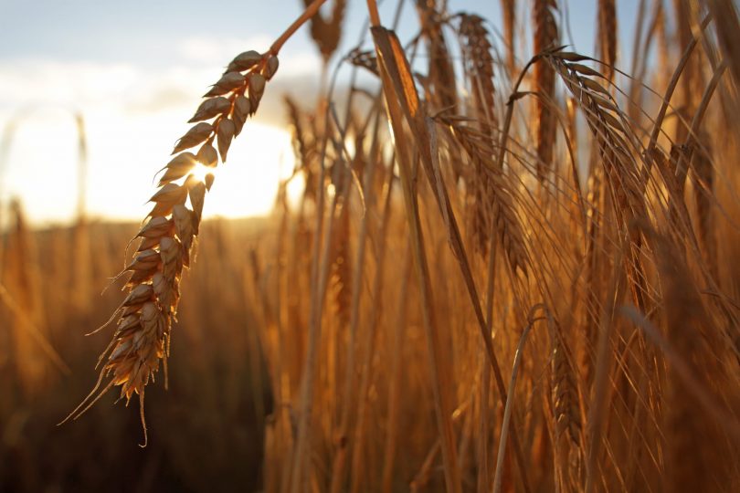 barley-in-field
