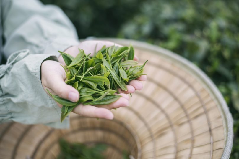 hands-holding-tea-leaves-hangzhou-china